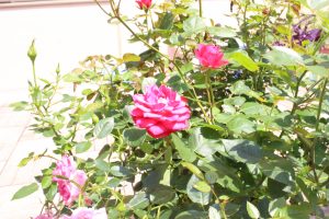 IMG_4484